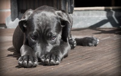 De mond van je hond onderhouden doe je zo!