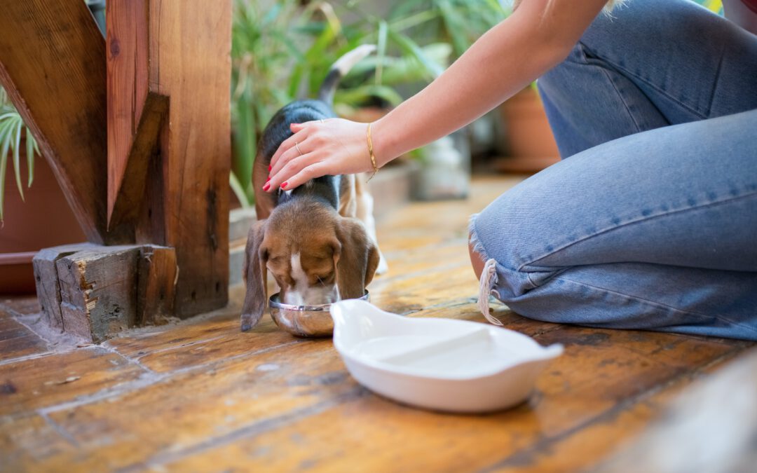 Sanimed: De juiste voeding voor elk huisdier