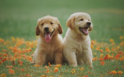 Honden- en kattenhaar verwijderen