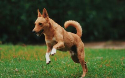 Hoe zorg je dat een hond geen ongewenst eten krijgt?